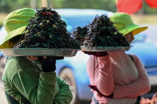 Fakta Menarik Tarantula Goreng, Makanan Ekstrem Khas Kamboja