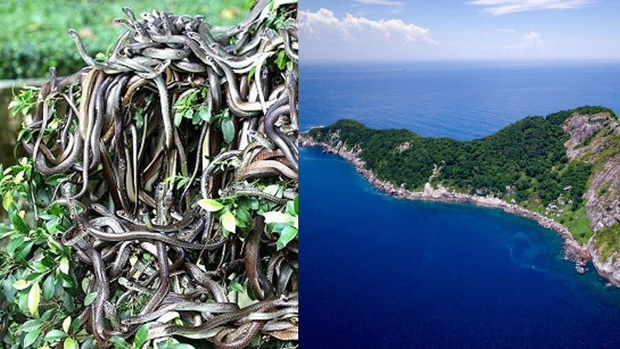 Pulau Mematikan Didunia, Snake Island